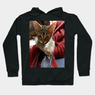 Rawr, I kitty cat! Hoodie